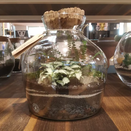 TerraViva terrario Selva M