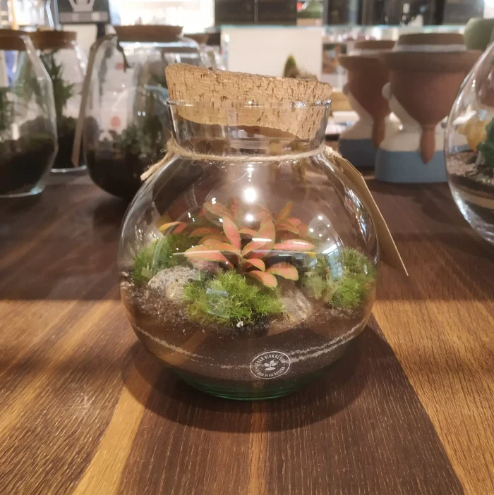 TerraViva terrario Sfera S