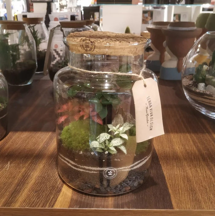 TerraViva terrario Byron M Bonsai