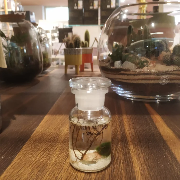 TerraViva terrario Marimo micro 100ml