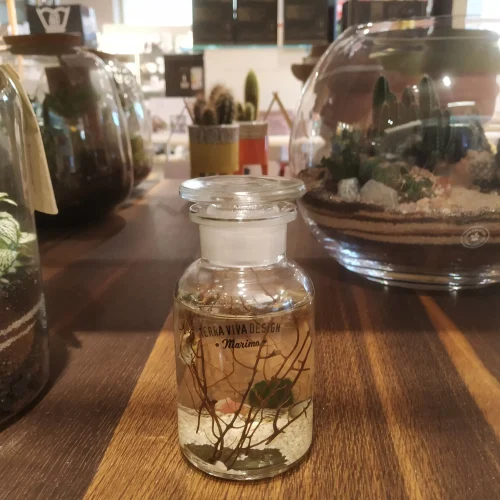 TerraViva terrario Marimo XS 250ml