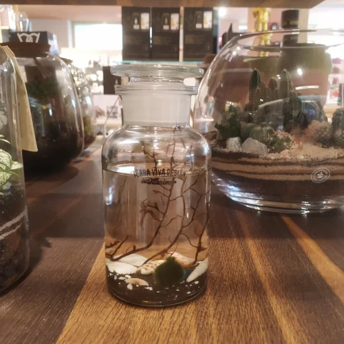 TerraViva terrario Marimo S 500ml