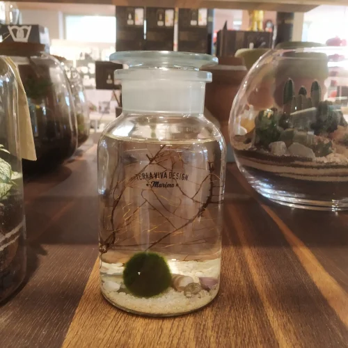 TerraViva terrario Marimo M 1 lt