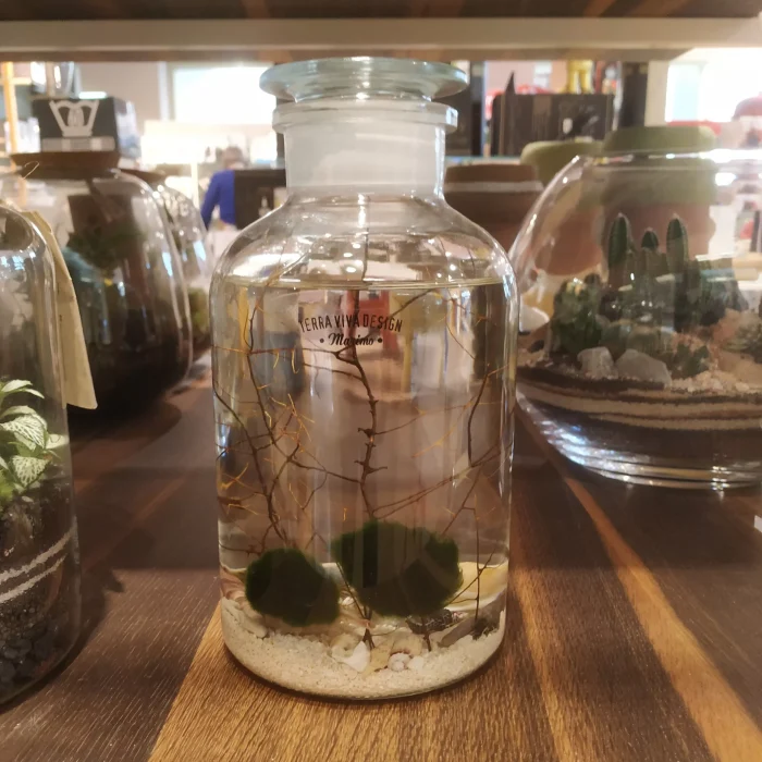 TerraViva terrario Marimo M lovers 2 lt