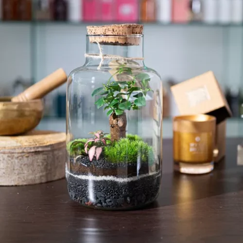 TerraViva terrario Office