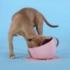 united-pets-ciotola-cani-2-1.jpg United Pets ciotola cani