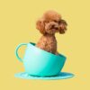 United Pets ciotola cani