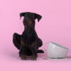 united-pets-ciotola-cani-2-2.jpg United Pets ciotola cani
