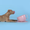 united-pets-ciotola-cani-3.jpg United Pets ciotola cani